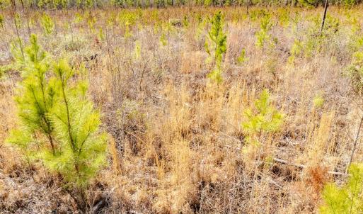 Photo #32 of State HWY 72, Pembroke, NC 29.2 acres