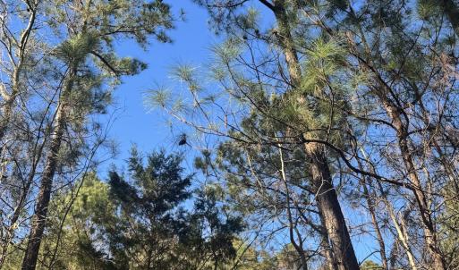 Photo #31 of Off Ashbury Lane, Richlands, NC 10.0 acres