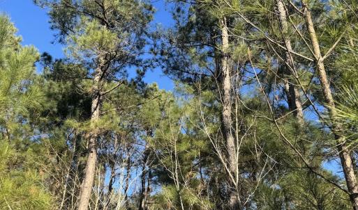 Photo #39 of Off Ashbury Lane, Richlands, NC 10.0 acres
