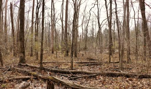 Photo #23 of Off Longs Mill Road - Lot 1, Blanch, NC 35.5 acres