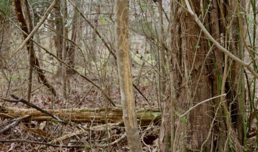 Photo #25 of Off Longs Mill Road - Lot 1, Blanch, NC 35.5 acres