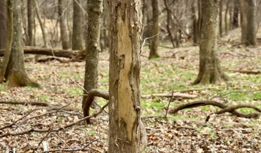 Photo #29 of Off Longs Mill Road - Lot 1, Blanch, NC 35.5 acres