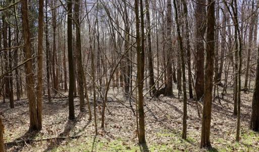 Photo #19 of Off Bill Compton Road - Lot 4, Blanch, NC 10.2 acres