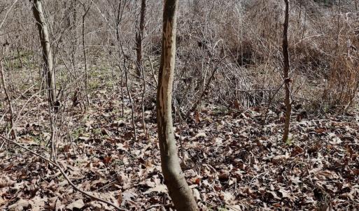 Photo #20 of Off Bill Compton Road - Lot 4, Blanch, NC 10.2 acres