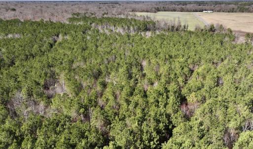 Photo #17 of SOLD property in Off South Grimesland Bridge Road, Grimesland, NC 16.0 acres
