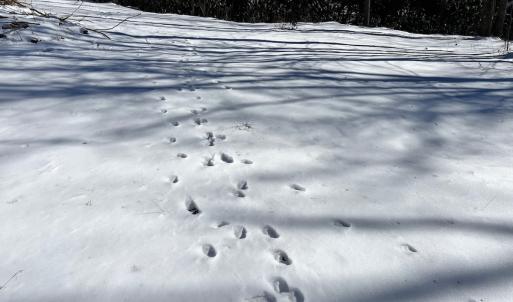 Photo #51 of Off Buckhorn Mt Ln, Rocky Gap, VA 64.0 acres