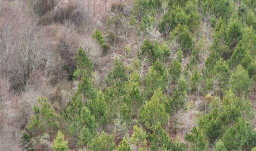 Photo #13 of Off of Creek Road, Jamesville, NC 42.0 acres