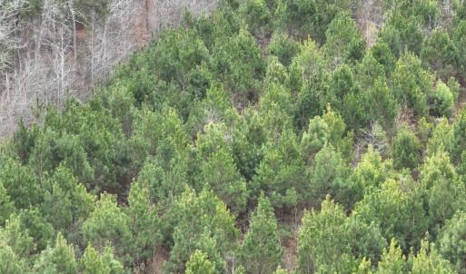Photo #14 of Off of Creek Road, Jamesville, NC 42.0 acres