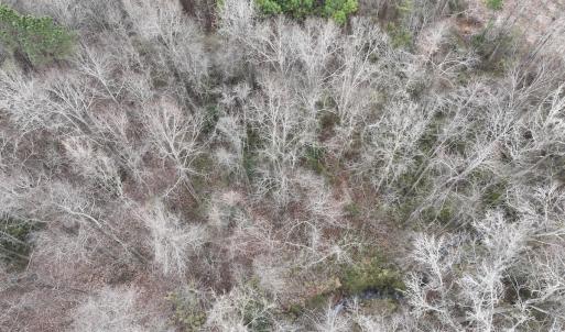 Photo #17 of Off of Creek Road, Jamesville, NC 42.0 acres