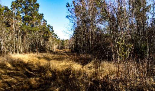 Photo #13 of Penderboro Rd, Marion, SC 54.9 acres