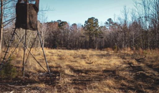 Photo #14 of Penderboro Rd, Marion, SC 54.9 acres