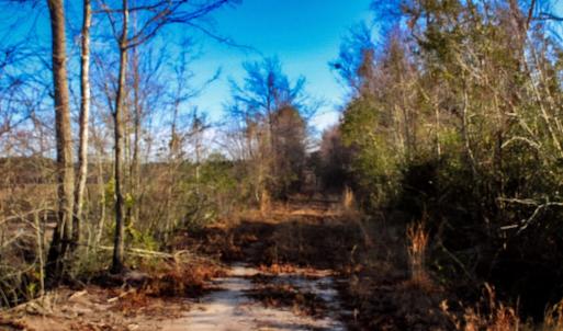 Photo #15 of Penderboro Rd, Marion, SC 54.9 acres