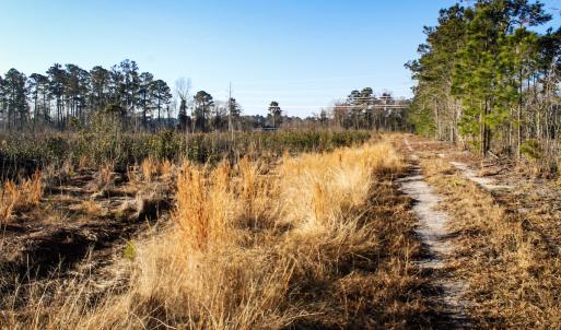 Photo #16 of Penderboro Rd, Marion, SC 54.9 acres