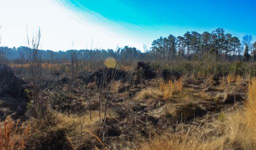 Photo #17 of Penderboro Rd, Marion, SC 54.9 acres