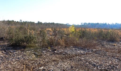 Photo #4 of Penderboro Rd, Marion, SC 54.9 acres
