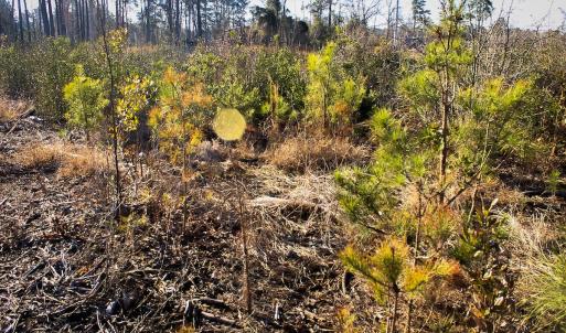 Photo #5 of Penderboro Rd, Marion, SC 54.9 acres
