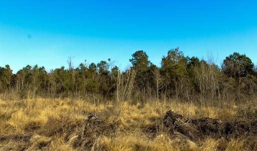 Photo #7 of Penderboro Rd, Marion, SC 54.9 acres