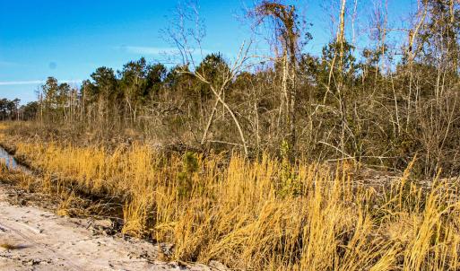 Photo #10 of Penderboro Rd, Marion, SC 54.9 acres