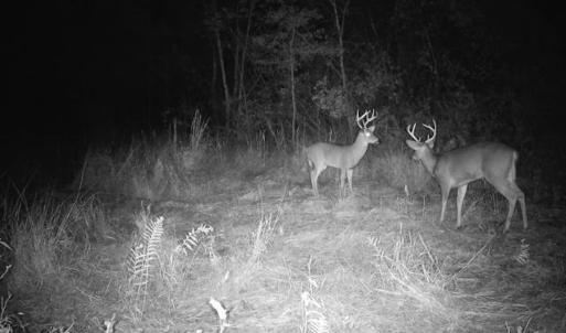 Photo #18 of Penderboro Rd, Marion, SC 54.9 acres