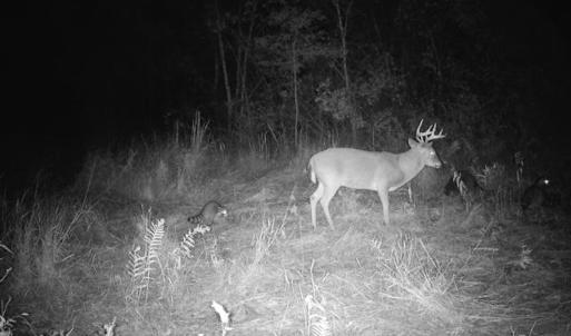 Photo #19 of Penderboro Rd, Marion, SC 54.9 acres