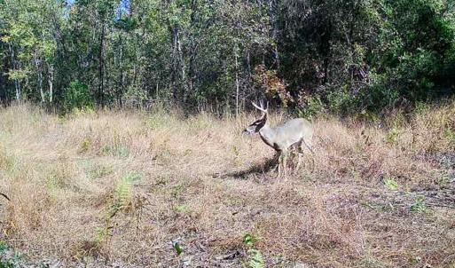 Photo #21 of Penderboro Rd, Marion, SC 54.9 acres