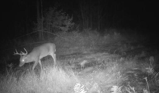 Photo #22 of Penderboro Rd, Marion, SC 54.9 acres