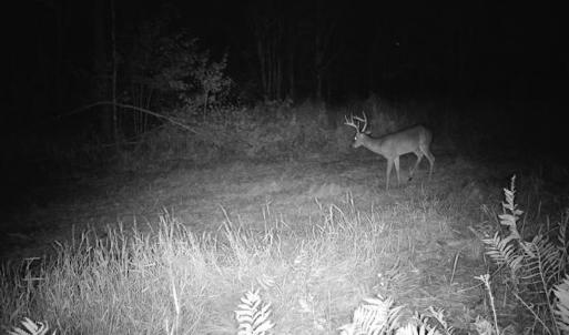 Photo #23 of Penderboro Rd, Marion, SC 54.9 acres