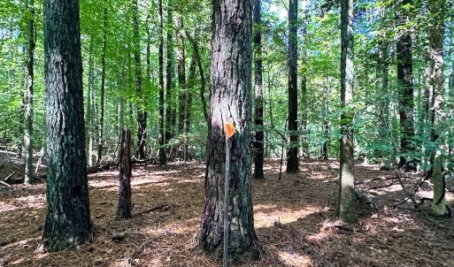 Photo #10 of SOLD property in Off Doggett Lane, Carrollton, VA 42.0 acres