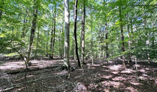 Photo #11 of SOLD property in Off Doggett Lane, Carrollton, VA 42.0 acres