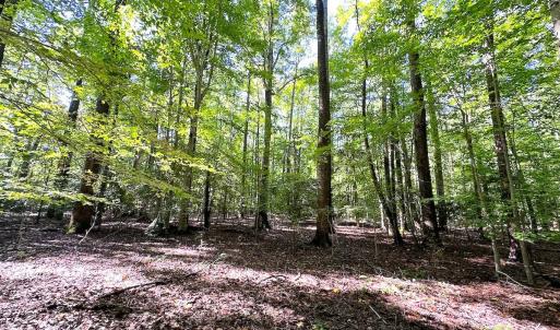 Photo #12 of SOLD property in Off Doggett Lane, Carrollton, VA 42.0 acres