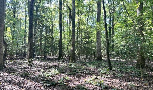 Photo #15 of SOLD property in Off Doggett Lane, Carrollton, VA 42.0 acres