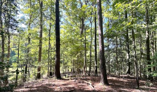 Photo #16 of SOLD property in Off Doggett Lane, Carrollton, VA 42.0 acres