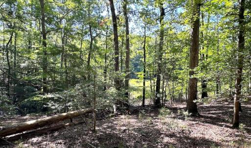Photo #17 of SOLD property in Off Doggett Lane, Carrollton, VA 42.0 acres