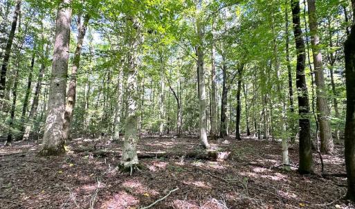 Photo #18 of SOLD property in Off Doggett Lane, Carrollton, VA 42.0 acres