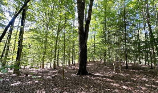Photo #19 of SOLD property in Off Doggett Lane, Carrollton, VA 42.0 acres