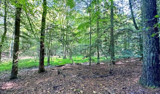 Photo #7 of SOLD property in Off Doggett Lane, Carrollton, VA 42.0 acres