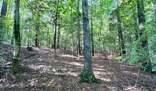 Photo #8 of SOLD property in Off Doggett Lane, Carrollton, VA 42.0 acres