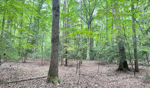 Photo #11 of Off Doggett Lane, Carrollton, VA 50.3 acres