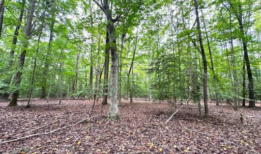 Photo #13 of Off Doggett Lane, Carrollton, VA 50.3 acres