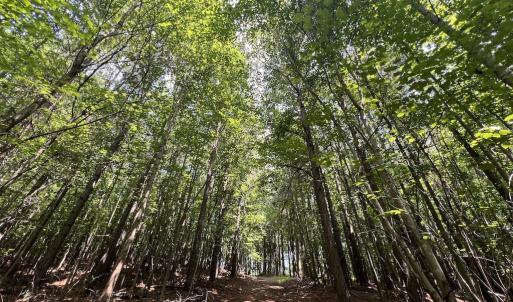 Photo #17 of SOLD property in 02 Todd Road, Roxboro, NC 35.4 acres