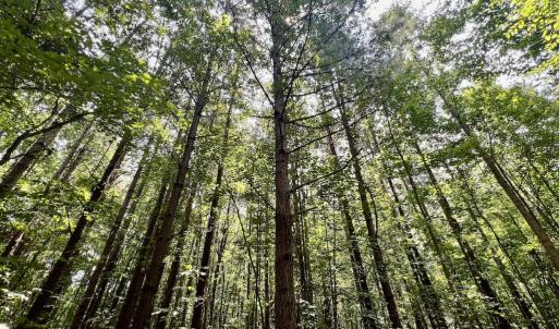 Photo #11 of SOLD property in 02 Todd Road, Roxboro, NC 35.4 acres