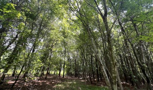 Photo #15 of SOLD property in 02 Todd Road, Roxboro, NC 35.4 acres