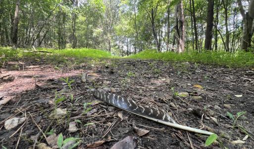 Photo #16 of SOLD property in 02 Todd Road, Roxboro, NC 35.4 acres