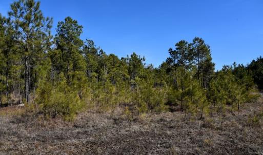 Photo #26 of Off  US 64 Bypass, Tarboro, NC 45.0 acres