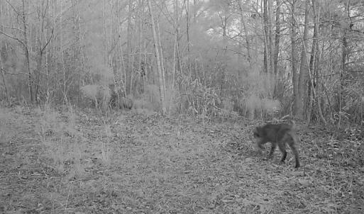 Photo #7 of Off  US 64 Bypass, Tarboro, NC 45.0 acres