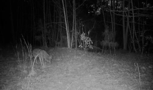 Photo #17 of Off  US 64 Bypass, Tarboro, NC 45.0 acres