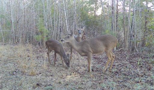 Photo #27 of Off  US 64 Bypass, Tarboro, NC 45.0 acres