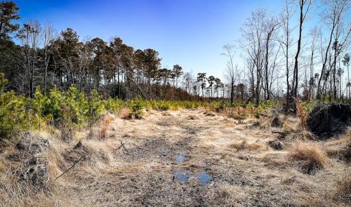 Photo #32 of Off of Saxis Rd, Temperanceville, VA 76.2 acres
