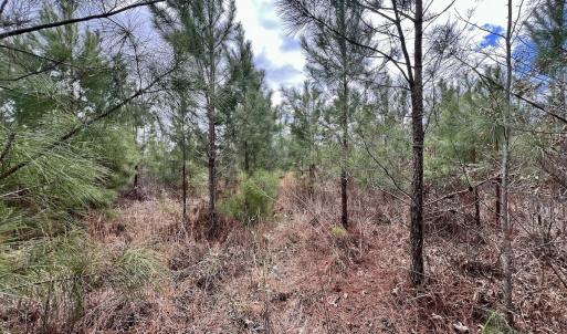 Photo #17 of 90000 Sheppard Mill Rd, Greenville, NC 254.0 acres
