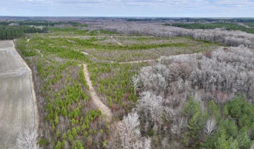 Photo #19 of 90000 Sheppard Mill Rd, Greenville, NC 254.0 acres